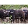 Image 1 : South Africa – 7 Day – Cape Buffalo Cow and Zebra Safari for Two Hunters and  Two Non Hunters