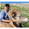 Image 3 : Four North American Wild Sheep for One Hunter