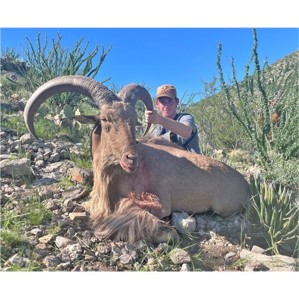 *Texas – 3.5 Day – Aoudad Hunt for One  Hunter