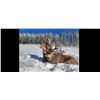 Image 1 : *Alberta – 6 Day – Mule Deer/Whitetail Deer Combination  Hunt for One Hunter