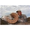Image 1 : Mexico – 8 Day – Desert Bighorn Sheep for One Hunter and One Non-hunter