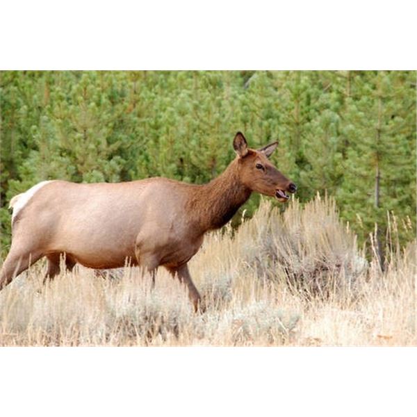*Wyoming – 3 Day – Cow Elk for One Youth Hunter and One Non-hunting Adult