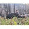 Image 1 : *Alberta – 6 Day – Black Bear Hunt for One Hunter
