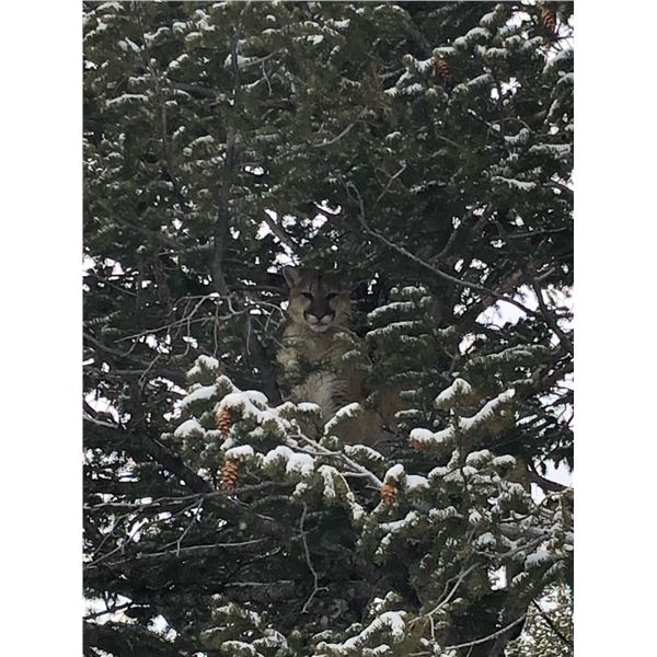 *Wyoming - 5 Day Mountain Lion Hunt for One Hunter