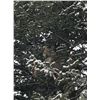 Image 1 : *Wyoming - 5 Day Mountain Lion Hunt for One Hunter