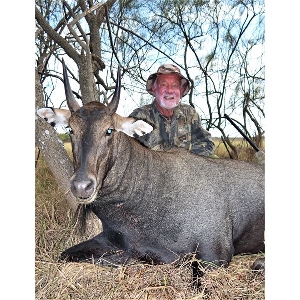 *Texas - 2 ½ Day - Nilgai Hunt for One Hunter
