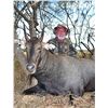 Image 1 : *Texas - 2 ½ Day - Nilgai Hunt for One Hunter