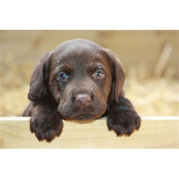 *Michigan – Chocolate Lab Puppy