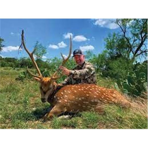 West Texas Free Ranging Axis Buck