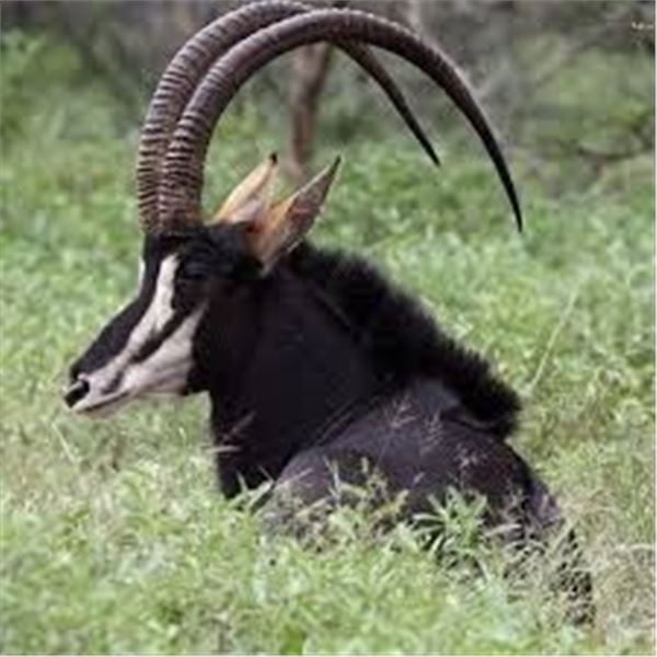 Sable and Impala Hunt