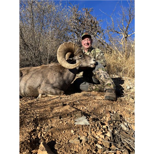 Desert Bighorn Sheep Free Range