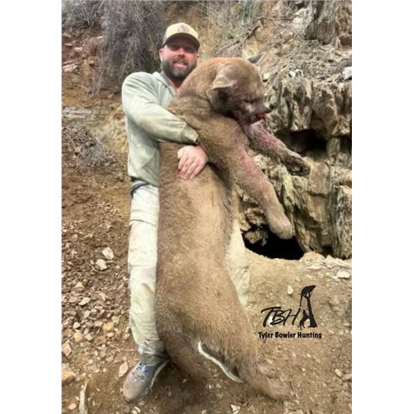 Mountain Lion Hunt with Hounds