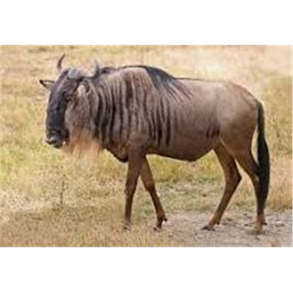 Limcroma Safaris for Two Hunters