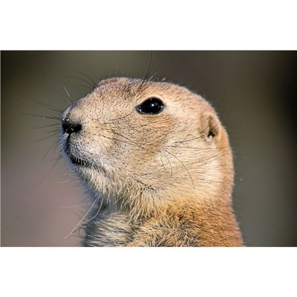 Trophy Prairie Dog Hunt