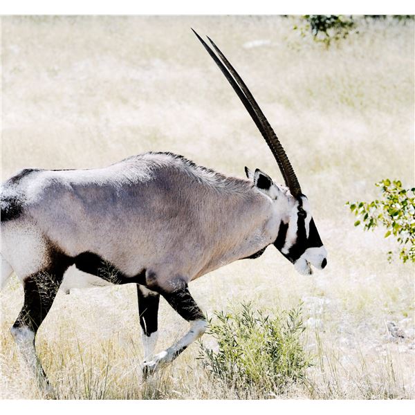 Plains Game Safari Namibia