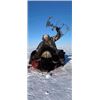 Image 2 : NORTHWEST TERRITORIES MUSK OX HUNT