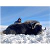 Image 5 : NORTHWEST TERRITORIES MUSK OX HUNT