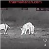 Image 3 : THERMAL HOG HUNT FOR 4 IN TEXAS AT THE THERMAL RANCH