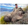Image 2 : NEW ZEALAND TAHR HUNT