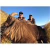 Image 3 : NEW ZEALAND TAHR HUNT