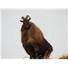 Image 5 : NEW ZEALAND TAHR HUNT