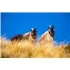 Image 7 : NEW ZEALAND TAHR HUNT