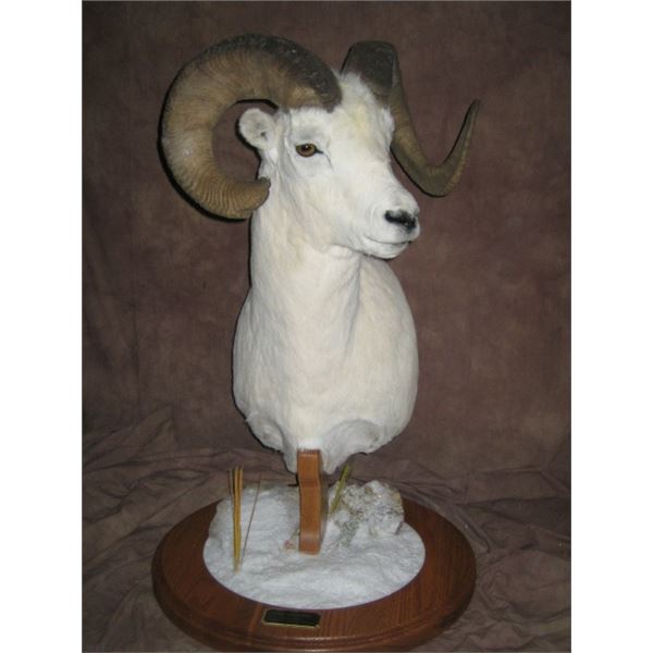 $1000 TAXIDERMY CREDIT