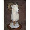 Image 1 : $1000 TAXIDERMY CREDIT