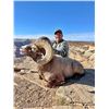Image 6 : UTAH CALIFORNIA BIGHORN SHEEP PERMIT