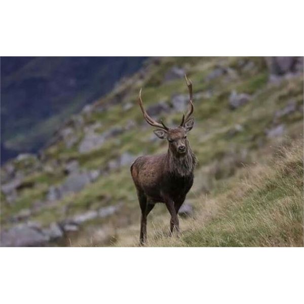 NORTHERN IRELAND SIKA DEER HUNT