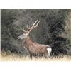 Image 2 : NORTHERN IRELAND SIKA DEER HUNT