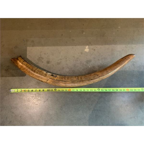 WOOLY MAMMOTH TUSK