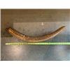 Image 1 : WOOLY MAMMOTH TUSK