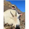 Image 13 : ALASKA MOUNTAIN GOAT HUNT