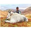 Image 2 : ALASKA MOUNTAIN GOAT HUNT