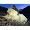 Image 3 : ALASKA MOUNTAIN GOAT HUNT