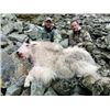 Image 5 : ALASKA MOUNTAIN GOAT HUNT