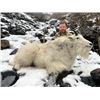 Image 9 : ALASKA MOUNTAIN GOAT HUNT