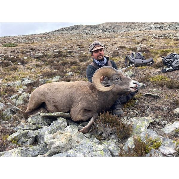 ALBERTA ROCKY MOUNTAIN BIGHORN HUNT