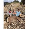 Image 2 : ALBERTA ROCKY MOUNTAIN BIGHORN HUNT