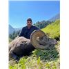 Image 3 : ALBERTA ROCKY MOUNTAIN BIGHORN HUNT