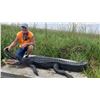 Image 2 : LOUISIANA ALLIGATOR HUNT