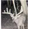 Image 2 : IOWA NON-RESIDENT WHITETAIL TAG