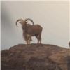 Image 3 : TEXAS AOUDAD HUNT