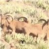 Image 4 : TEXAS AOUDAD HUNT