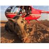 Image 2 : HELICOPTER HOG HUNT