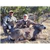 Image 3 : “TAKE A VET HUNTING” TEXAS MULE DEER (IN-HOUSE ONLY) NO ONLINE BIDDING