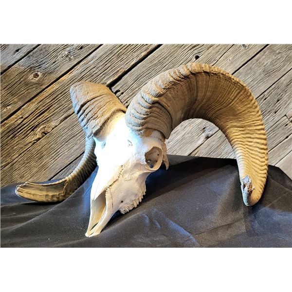 DESERT BIGHORN SHEEP SKULL