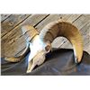 Image 1 : DESERT BIGHORN SHEEP SKULL