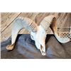 Image 2 : DESERT BIGHORN SHEEP SKULL